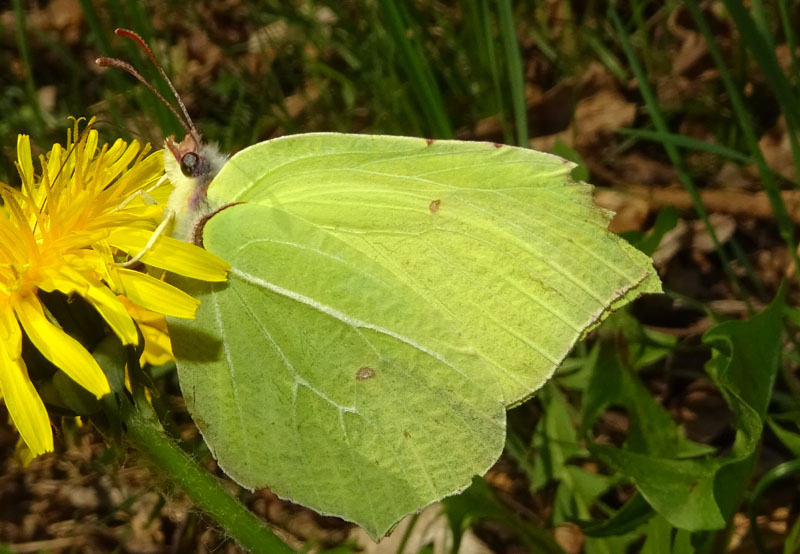 Gonepteryx rhamni - Pieridae